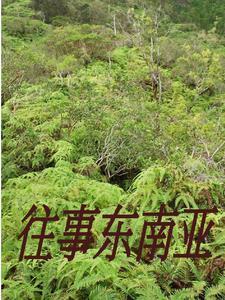 去缅北的都是什么人 去缅北的都是什么人